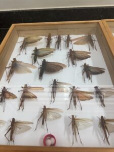 Entomokids 2025 - Cepenfito Unesp