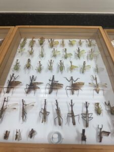 Entomokids 2025 - Cepenfito Unesp