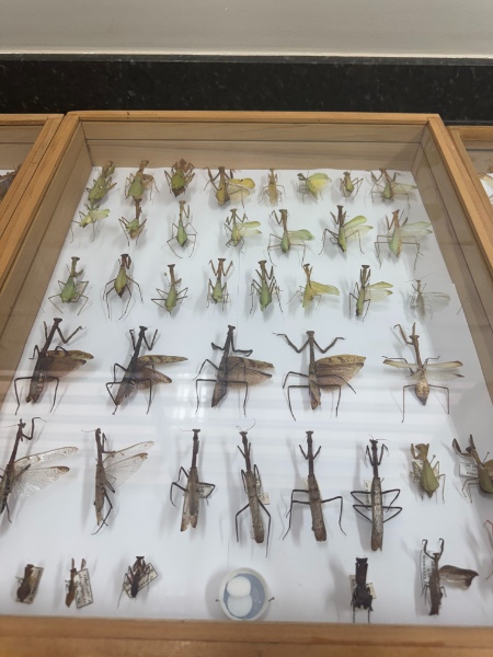 Entomokids 2025 - Cepenfito Unesp