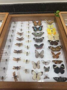 Entomokids 2025 - Cepenfito Unesp