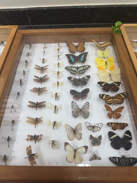 Entomokids 2025 - Cepenfito Unesp