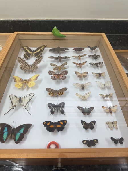 Entomokids 2025 - Cepenfito Unesp