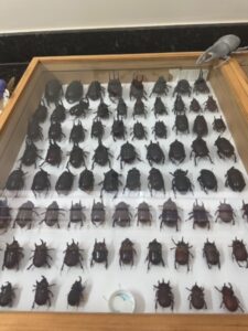 Entomokids 2025 - Cepenfito Unesp
