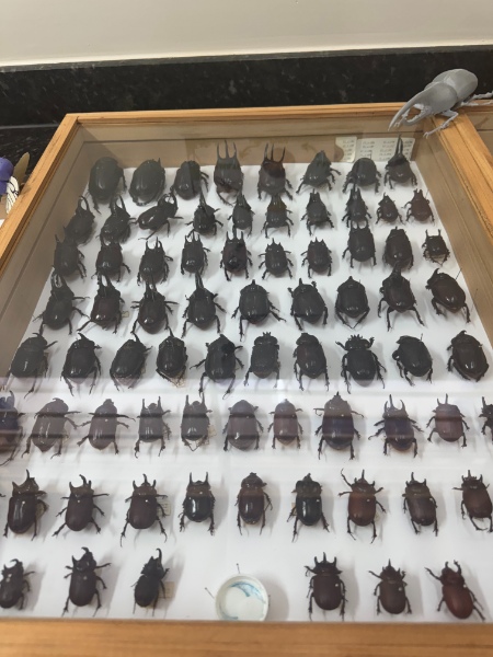 Entomokids 2025 - Cepenfito Unesp