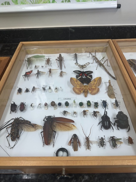 Entomokids 2025 - Cepenfito Unesp