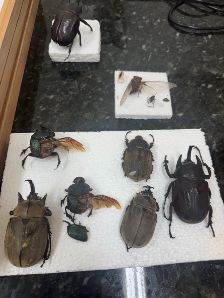 Entomokids 2025 - Cepenfito Unesp