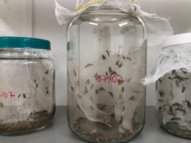 Insetos sendo criados em laboratório para bioensaios