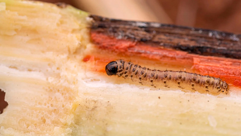 Broca Cana de Açúcar - Cepenfito